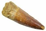 Fossil Spinosaurus Tooth - Real Dinosaur Tooth #349754-1